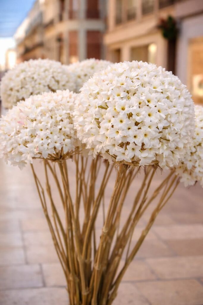 la biznaga malageña